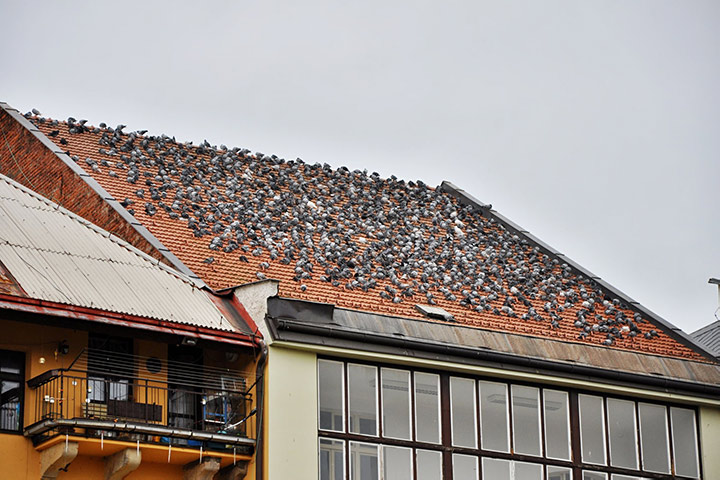 A2B Pest Control are able to install spikes to deter birds from roofs in North Shields. 