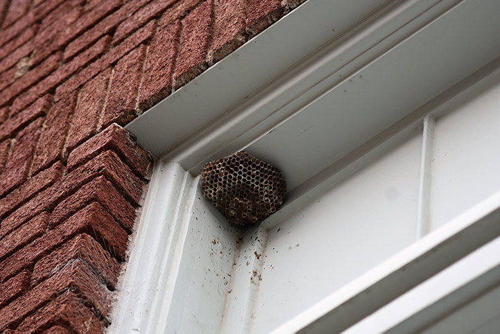 We provide a wasp nest removal service for domestic and commercial properties in North Shields.